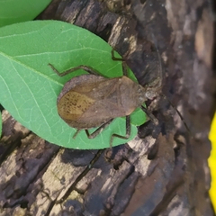 Spartocera