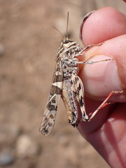 Oedaleus decorus