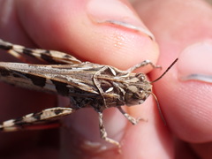 Oedaleus decorus