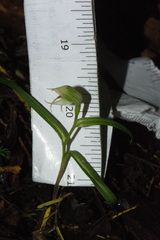 Pterostylis porrecta