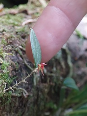 Lepanthes