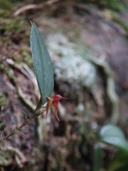 Lepanthes
