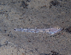 Pomatoschistus marmoratus