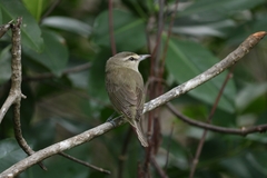 Vireo magister