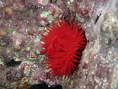 Actinia mediterranea