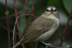 Vireo magister