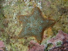 Asterina gibbosa