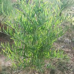 Acacia melanoxylon
