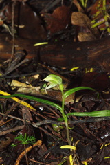 Pterostylis porrecta