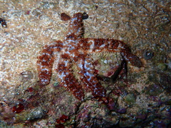 Coscinasterias tenuispina