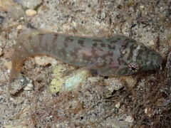 Lepadogaster candolii