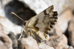 Heliopetes omrina