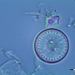 Cyclotella radiosa - Photo (c) simomusa，保留部份權利CC BY-NC