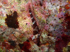 Tripterygion delaisi