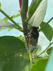 Macrotristria angularis