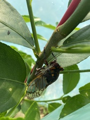 Macrotristria angularis