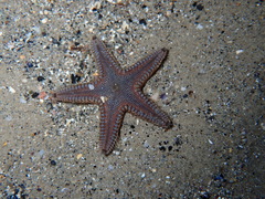Astropecten platyacanthus