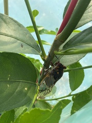 Macrotristria angularis