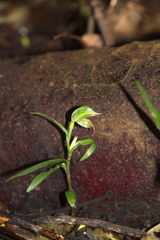 Pterostylis porrecta