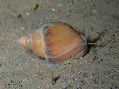 Tritia mutabilis