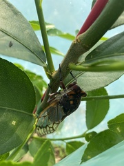 Macrotristria angularis