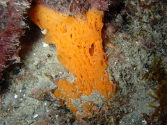 Clathrina rubra