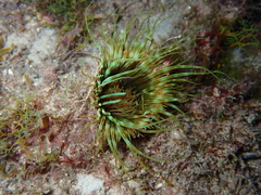 Cerianthus membranaceus