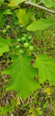 Solanum torvum