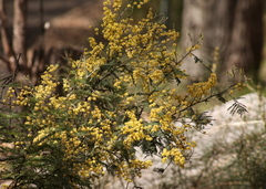 Acacia dealbata dealbata