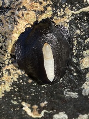Scutus antipodes