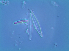Navicula cryptotenella