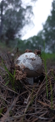 Amanita mairei