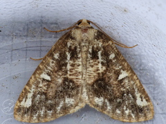 Caripeta divisata