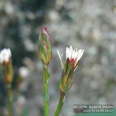 Symphyotrichum subulatum squamatum