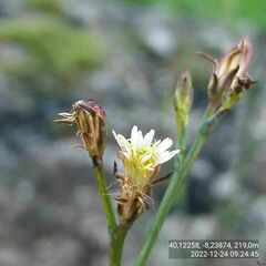 Symphyotrichum subulatum squamatum