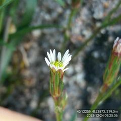 Symphyotrichum subulatum squamatum