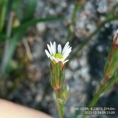 Symphyotrichum subulatum squamatum