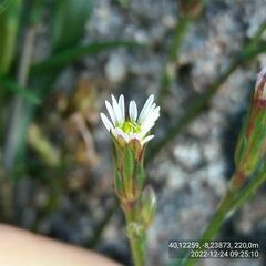 Symphyotrichum subulatum squamatum