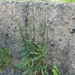 Symphyotrichum subulatum squamatum