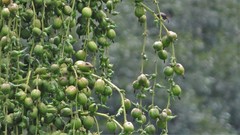 Furcraea parmentieri