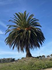 Phoenix canariensis