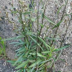 Symphyotrichum subulatum squamatum