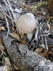 Coprinopsis uliginicola