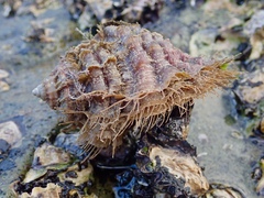 Monoplex parthenopeus