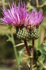 Cirsium pyrenaicum