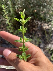 Trichostema suffrutescens
