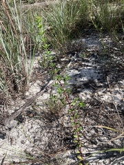 Trichostema suffrutescens