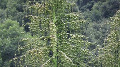 Furcraea parmentieri