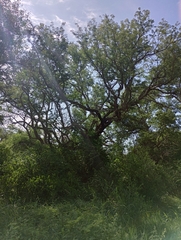 Chloroleucon tenuiflorum