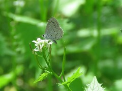 Celastrina